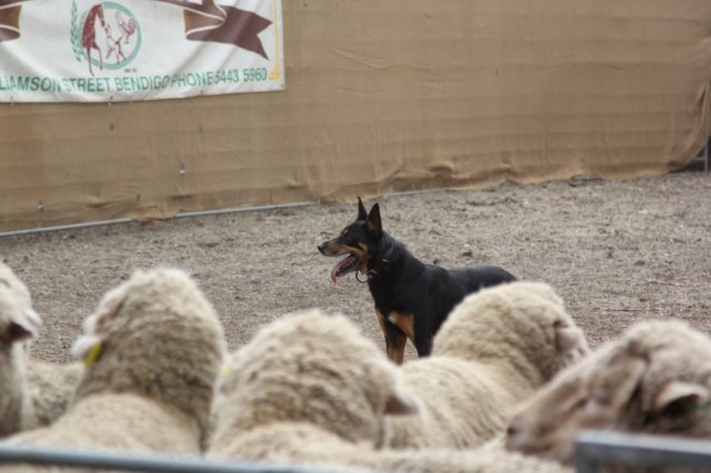 2016_rheola_carnival-sheepdog_trials_02