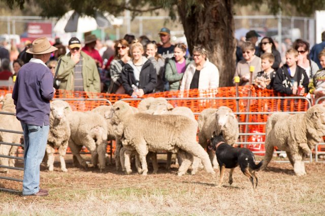 2014 Sheep Dog Trials